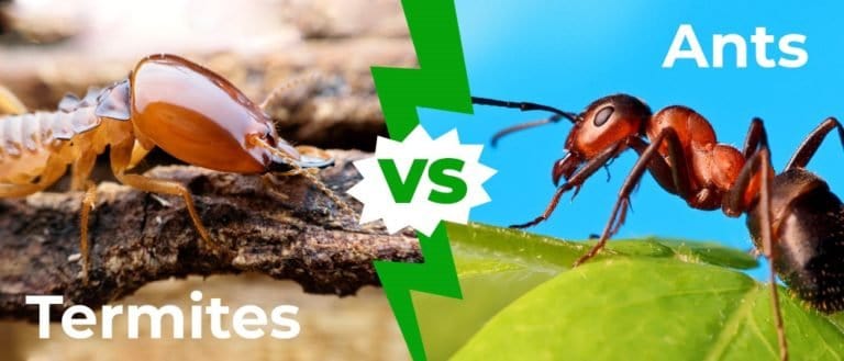 Termites vs Ants