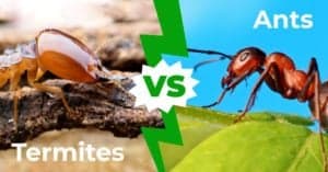 Termites vs Ants – The 6 Key Differences Picture