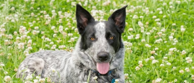 Black and white Texas Heeler dog lying in a sunny patch of clover.