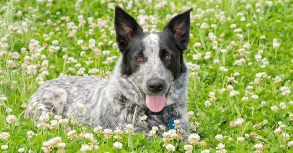 Black and white Texas Heeler dog lying in a sunny patch of clover.