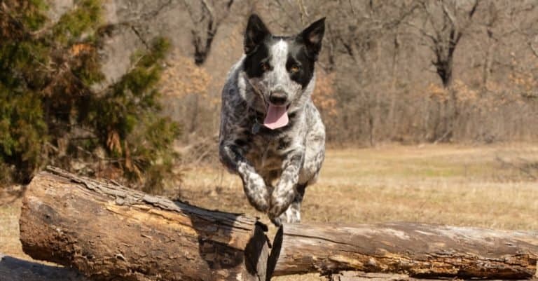 Texas Heeler dog leaping over a pile of logs.