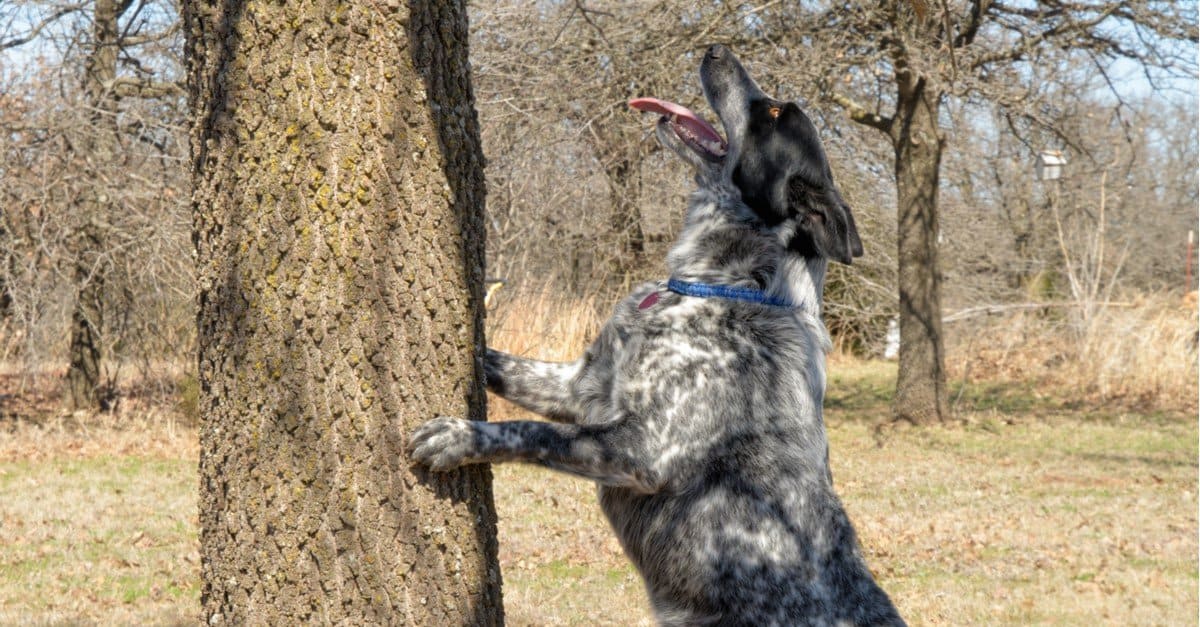 Texas Heeler dog standing up against a tree on two feet, looking up.