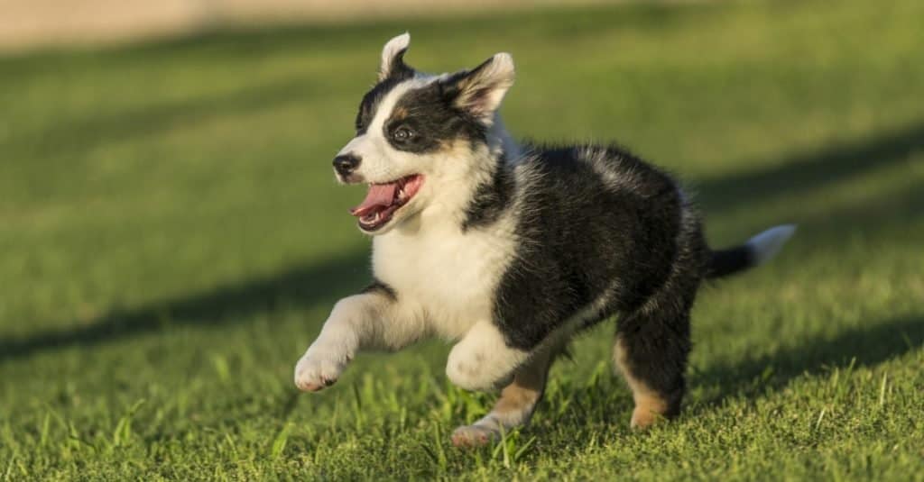 Cute Texas Blue Heeler puppy running in the park at sunset.