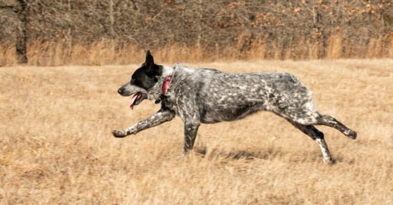 Texas Heeler dog running across a grass field at full speed.