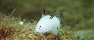 The Sea Bunny: 3 Facts You Won’t Believe Picture