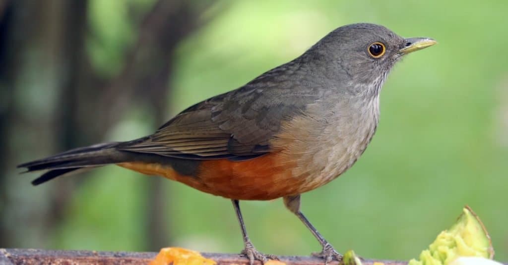 Beautiful Rufous-bellied Thrush bird (Turdus rufiventris ) sitting in a tree.