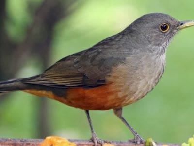 A Thrush Quiz: What Do You Know?