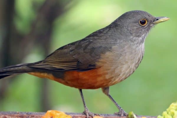 Thrush Quiz: What Do You Know? - AZ Animals