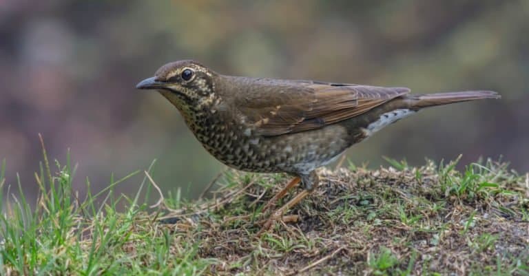 Siberian Thrush (Zoothera sibirica) on a moss-covered rock.