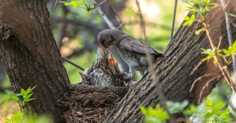 Thrush mother feeding chicks with earthworms.