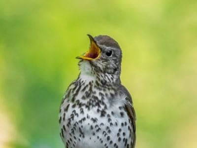 Thrush Picture