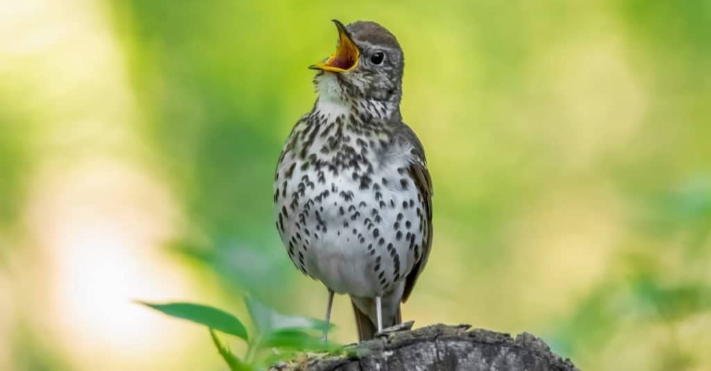 Thrush Quiz: What Do You Know? - A-Z Animals