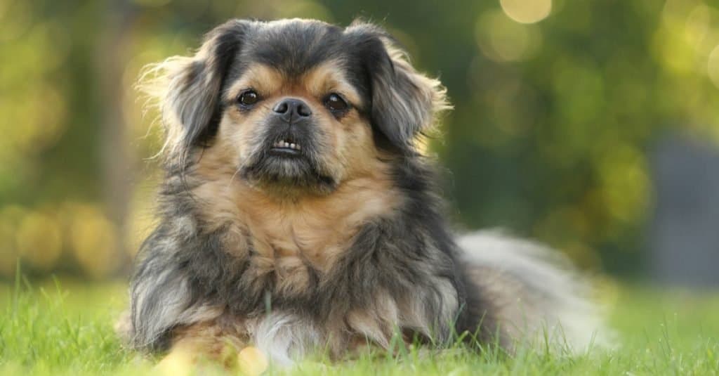 Tibetan Spaniel close-up