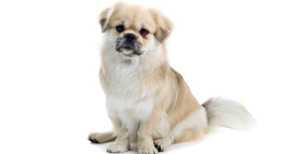 Tibetan Spaniel isolated on a white background.