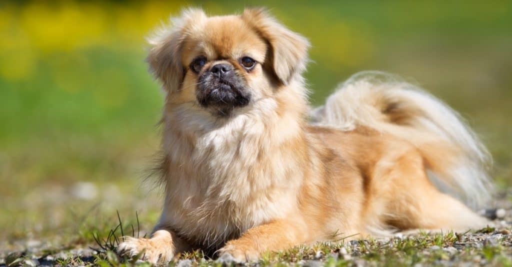 Purebred Tibetan Spaniel dog outdoors on a grass meadow.