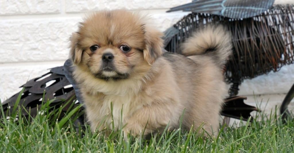 Tibetan Spaniel puppy playing on the grass.