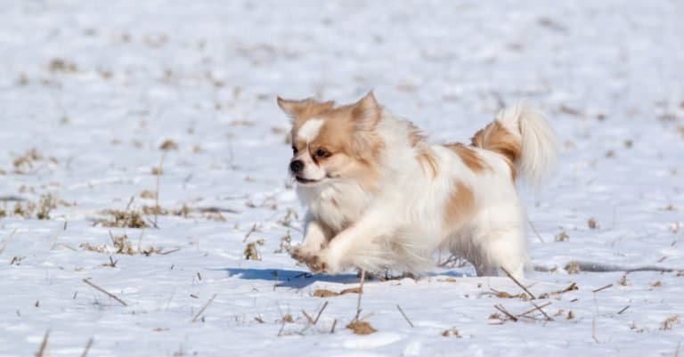 Tibetan Spaniel running in the snow.