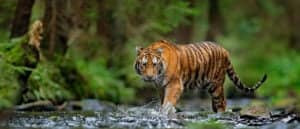 Tiger Lifespan: How Long Do Tigers Live? Picture