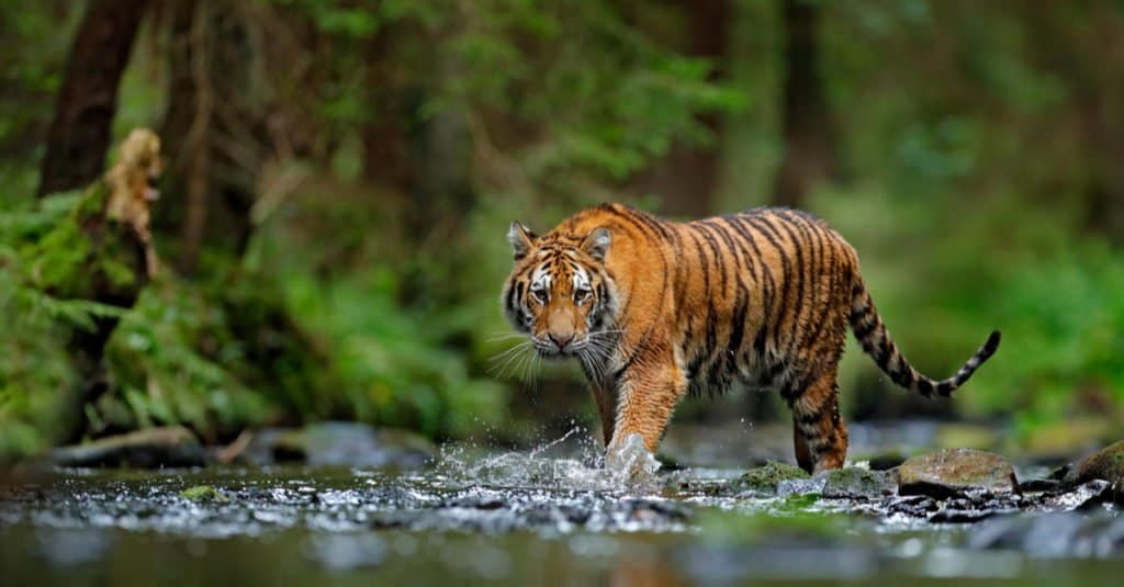 elephant vs tiger fight