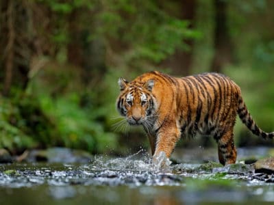 A Tiger Poop: Everything You’ve Ever Wanted To Know