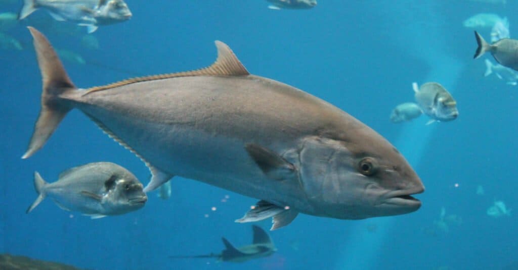 The tuna's sleek and streamlined torpedo-shaped body makes it one of the fastest fish in the world and a capable predator.