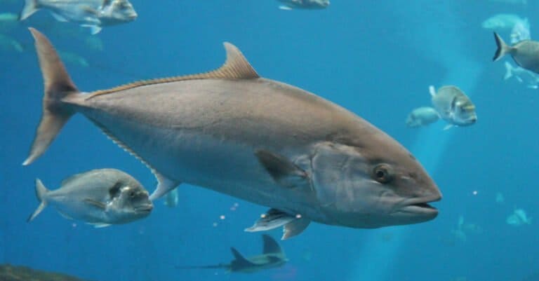 The tuna's sleek and streamlined torpedo-shaped body makes it one of the fastest fish in the world and a capable predator.