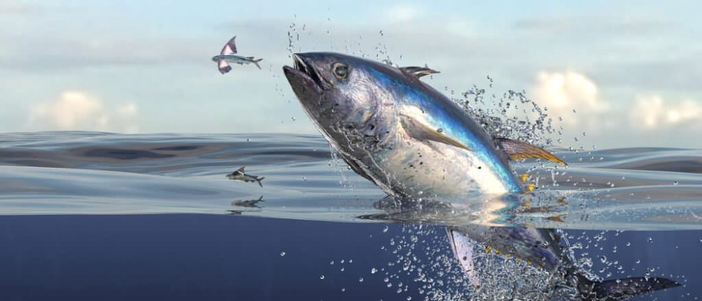 Tuna jumping out of the water