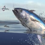 Tuna