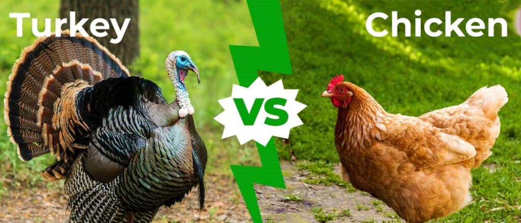 Turkey vs Chicken