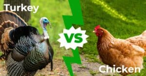 Turkey vs Chicken: 7 Main Differences Explained Picture
