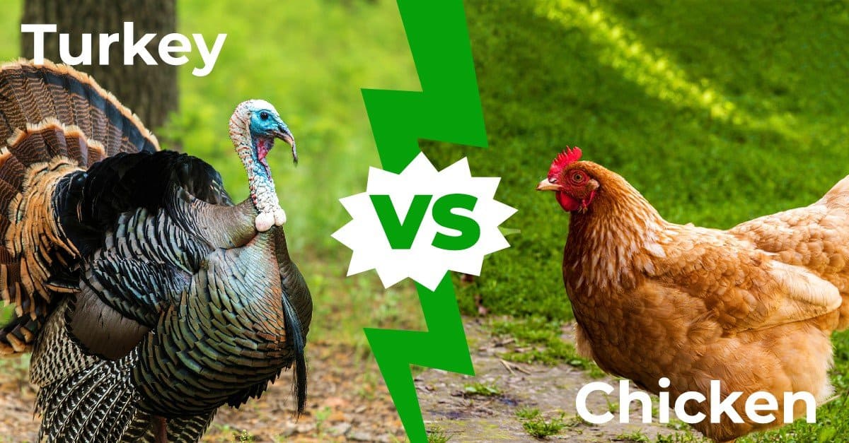 Turkey vs Chicken: 7 Main Differences Explained - AZ Animals