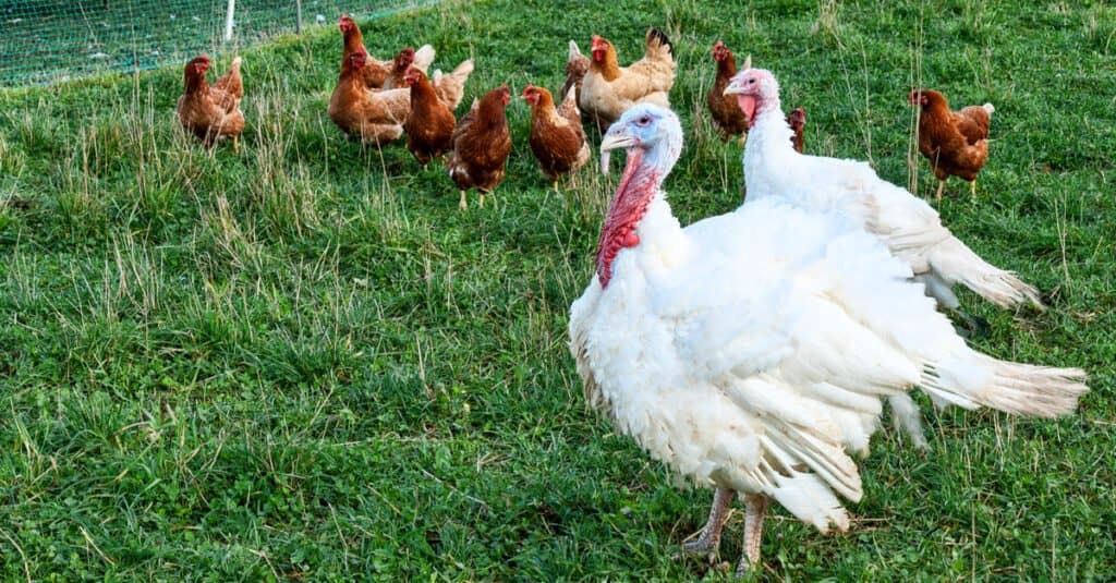 Animals that reproduce asexually - turkeys and chickens