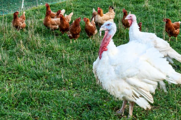 In the absence of a male, female Turkeys are known to produce fertile eggs.