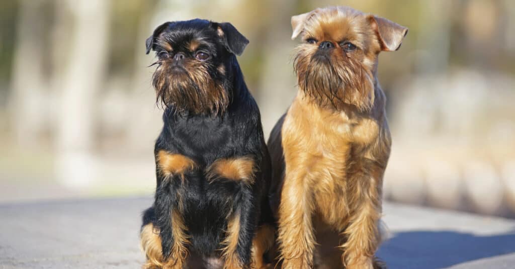 Two Brussels Griffon