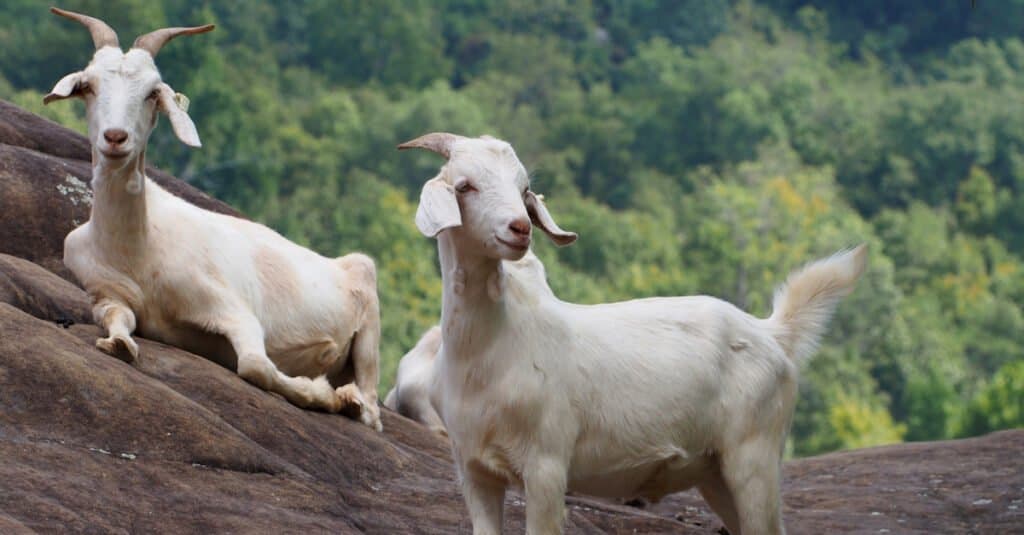 Dos cabras Kiko en una colina