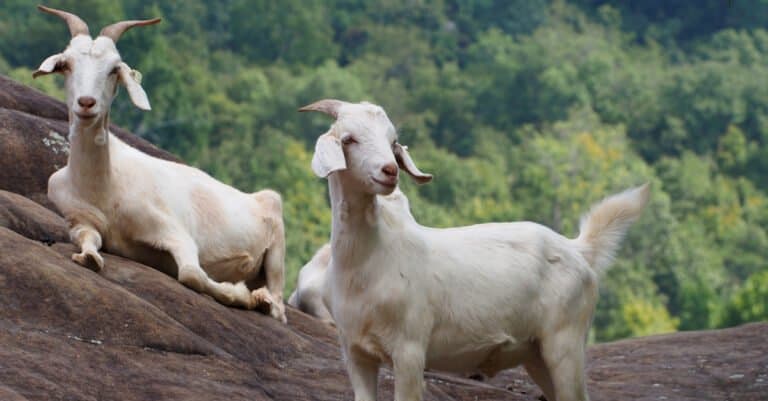 Two Kiko Goats on a hill