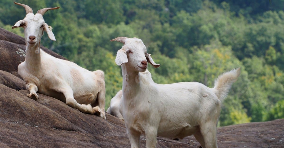 Raising Goats for Beginners: 6 Things You Need to Know to Raise Goats ...