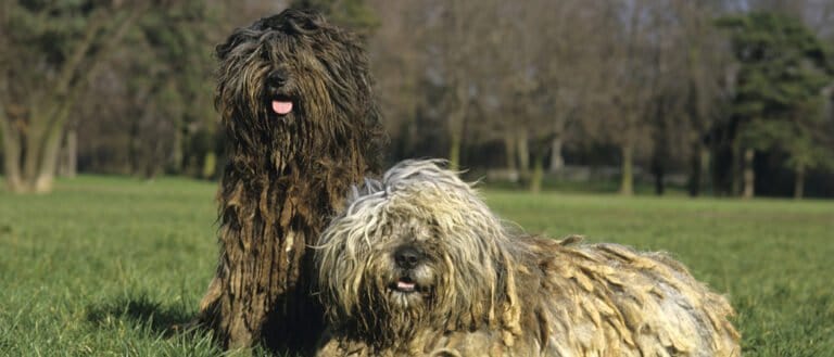 Two adult Bergamasco dogs
