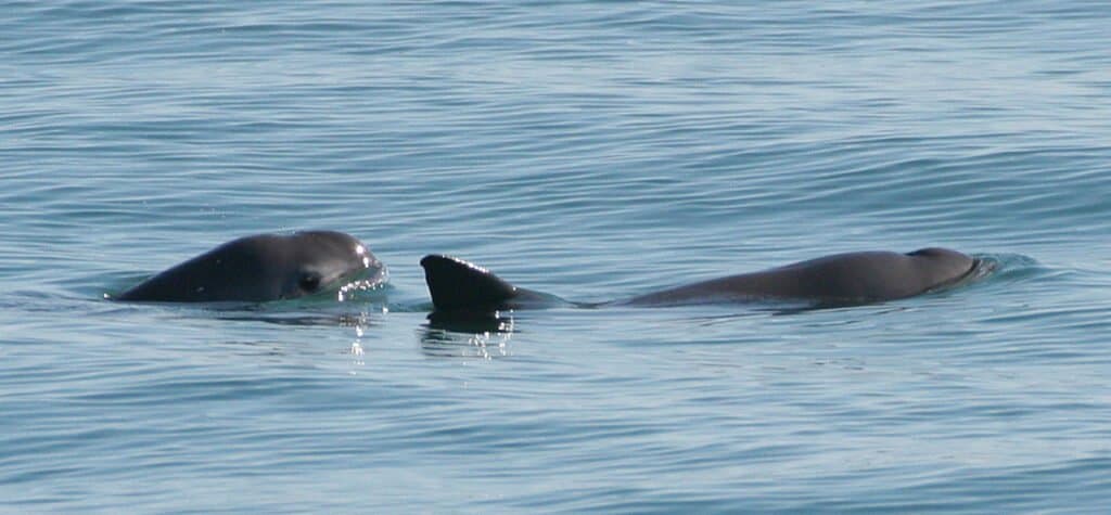 Rarest animal - Vaquita