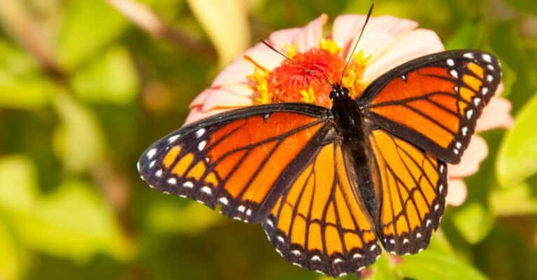Animals that use mimicry – viceroy butterfly