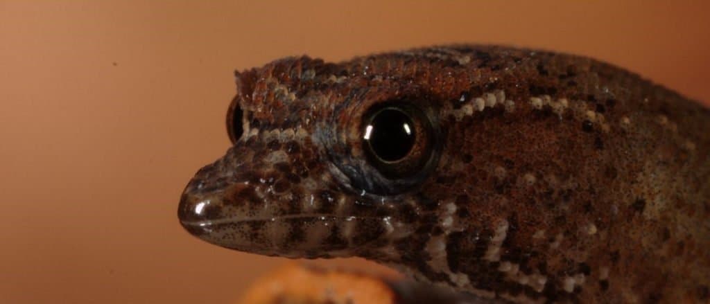 Virgin Islands Dwarf Gecko close-up