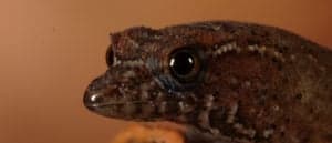 Virgin Islands Dwarf Gecko photo