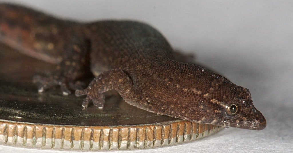 Male Sphaerodactylus parthenopion resting on a U.S. dime.