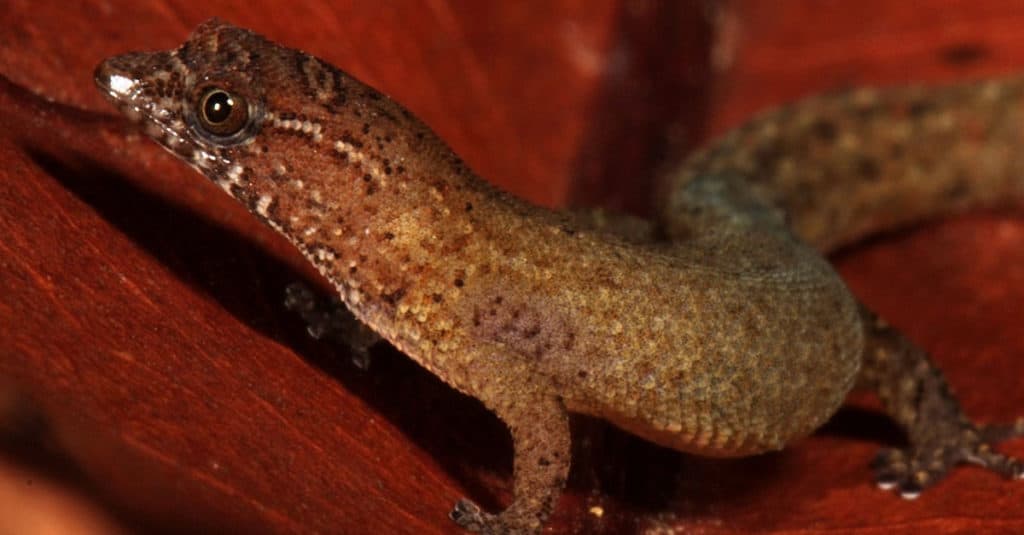 Female Sphaerodactylus parthenopion from Mahoe Bay, Virgin Gorda