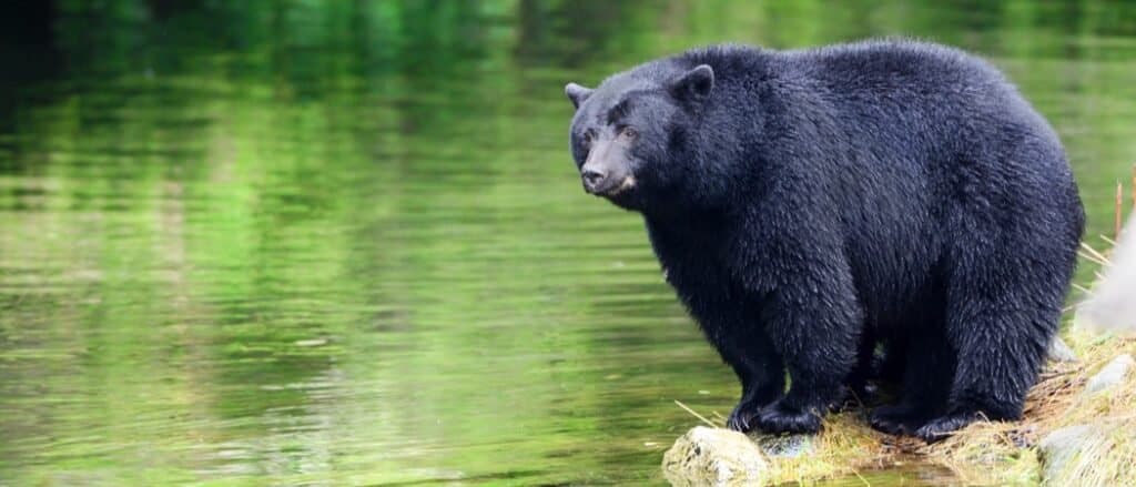 Animals in West Virginia