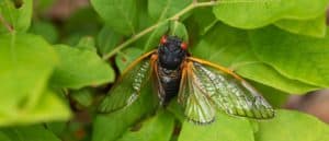 Where Are Cicadas Located? Picture