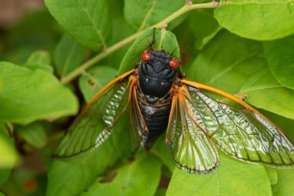 Where Are Cicadas Located
