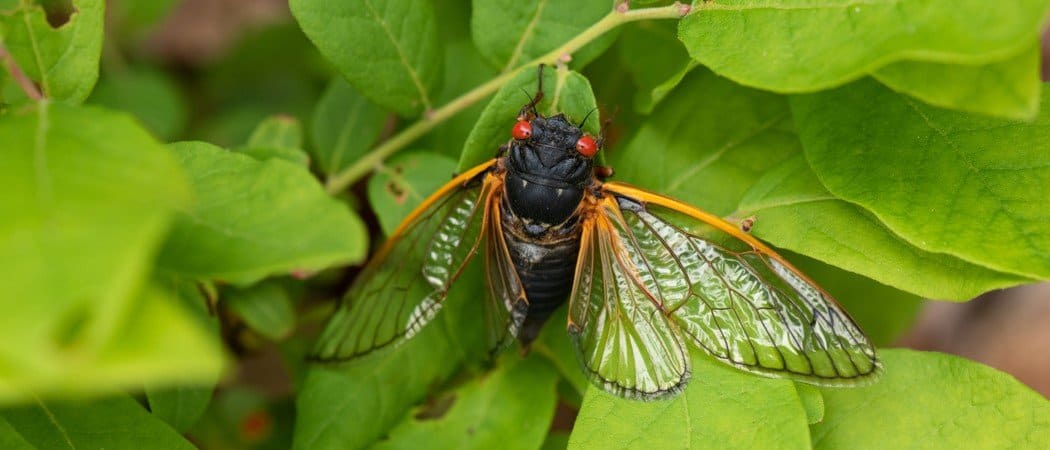 Where Are Cicadas Located? - AZ Animals