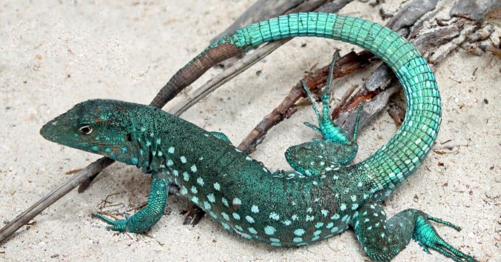 blue whiptail lizard