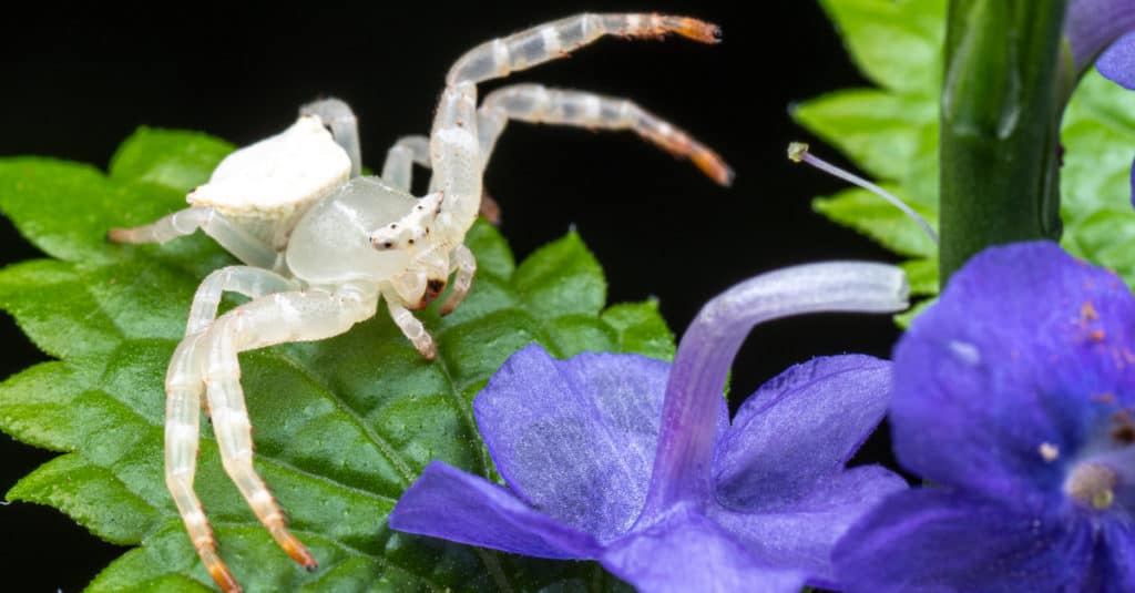 White Crab Spider on a leaf